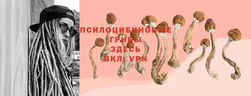 Псилоцибиновые грибы Psilocybine cubensis  Ладушкин 