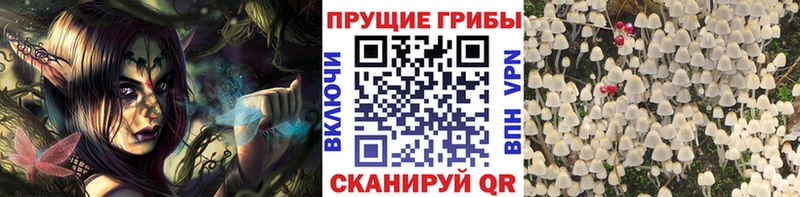 Псилоцибиновые грибы мицелий  мега ССЫЛКА  Ладушкин  продажа наркотиков 